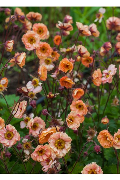 mai tai geum hybrida 71548 2