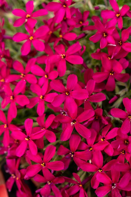 ochsenblut phlox douglasii 76386 1