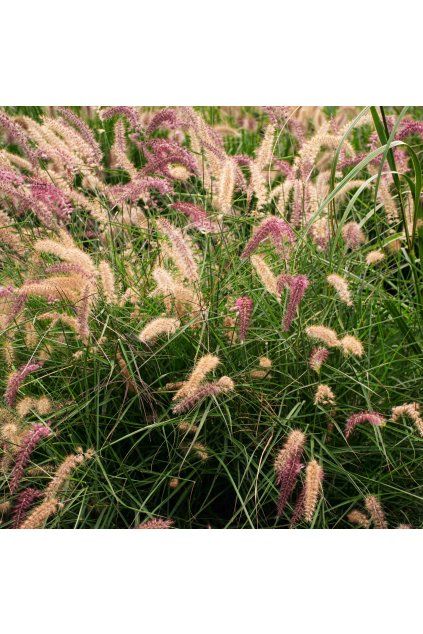 Pennisetum FLAMINGO3