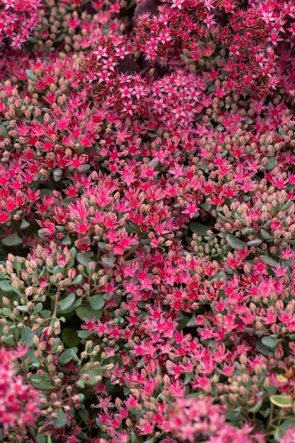 lidakense sedum cauticola 71888 1