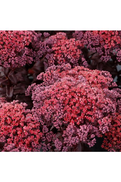 dark magic sedum telephium 71886 2