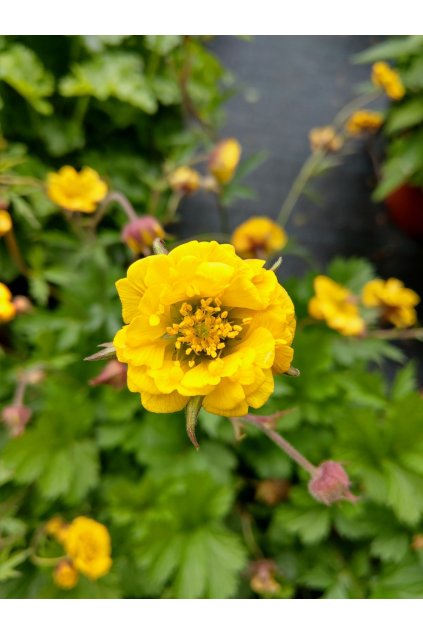 golden joy geum hybrida 74898 1
