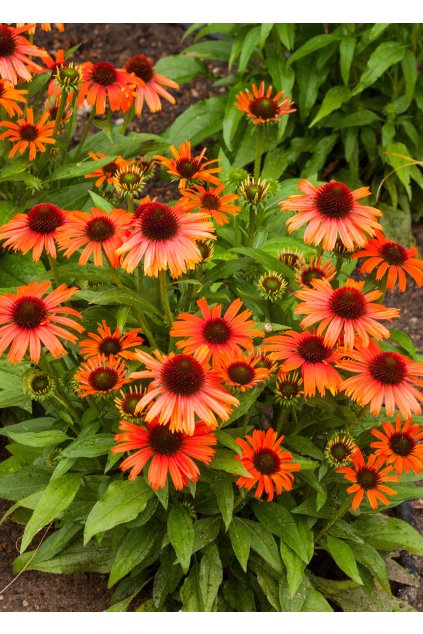 skipperorange echinacea hybrida 74256 3
