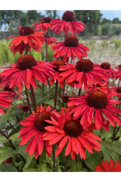 hot summer imp echinacea hybrida 75994 1