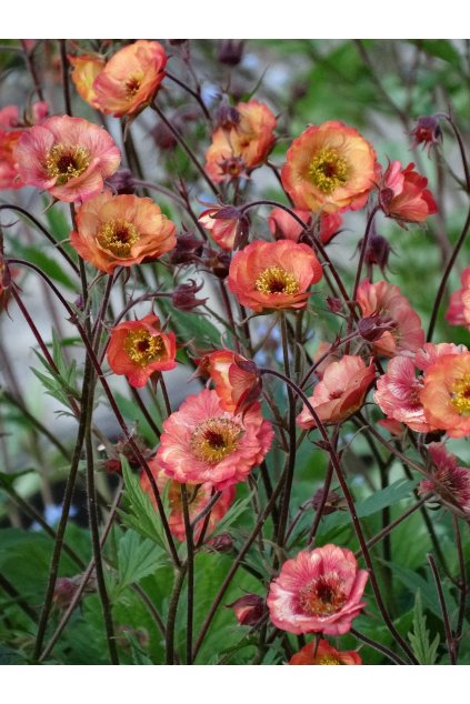 nonna geum hybrida 75078 3