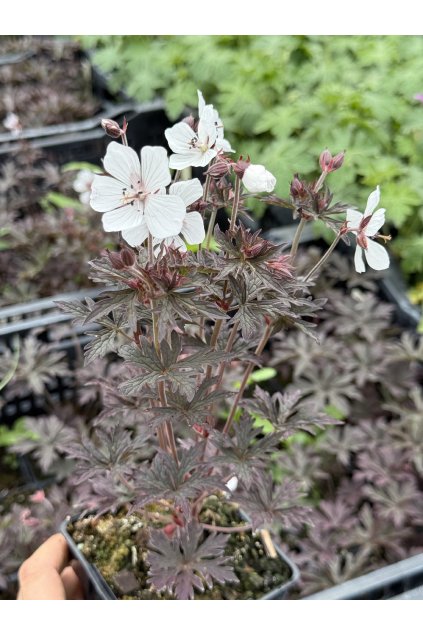 Geranium pratense MIDNIGHT GHOST - kakost luční