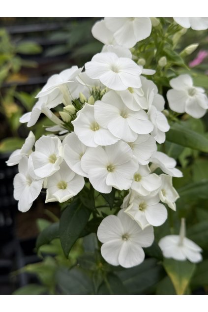 Phlox paniculata JADE - plamenka latnatá, flox
