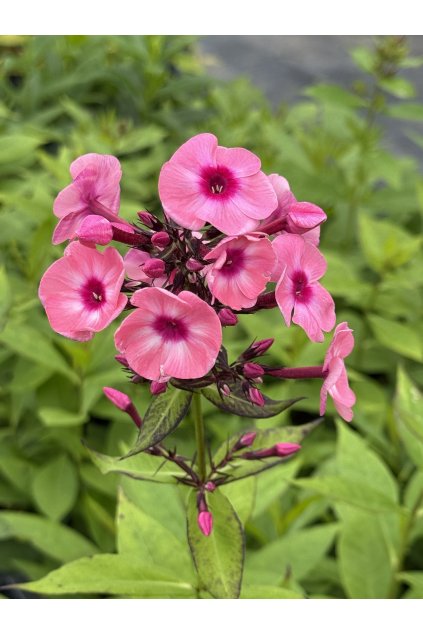 Phlox paniculata MISS ELIE - plamenka latnatá, flox