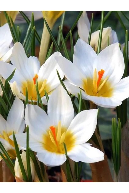 Crocus chrysanthus Snowbunting 1 1