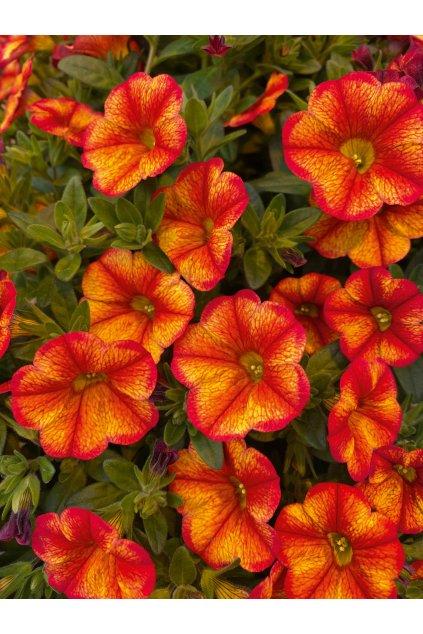 Calibrachoa MF Uno Bakari 08987