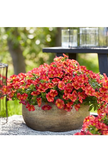 Million bells MiniFamous UNO BAKARI1