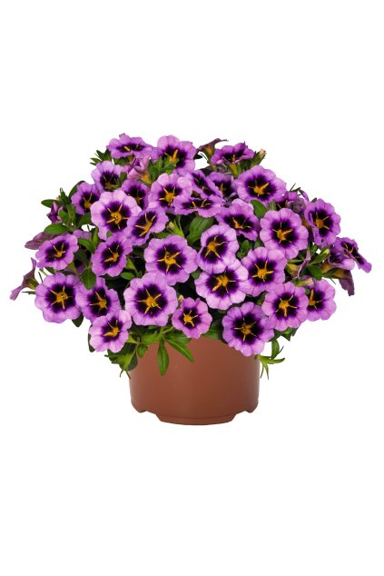 Calibrachoa Tik Tok Grape