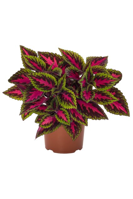 Coleus Main Street Ruby Road