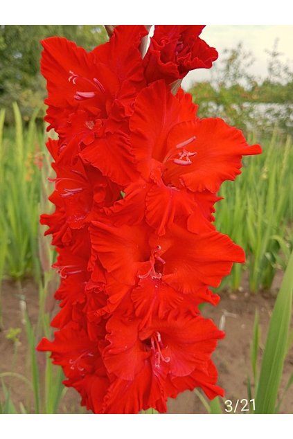 Meü°k Born of Fire