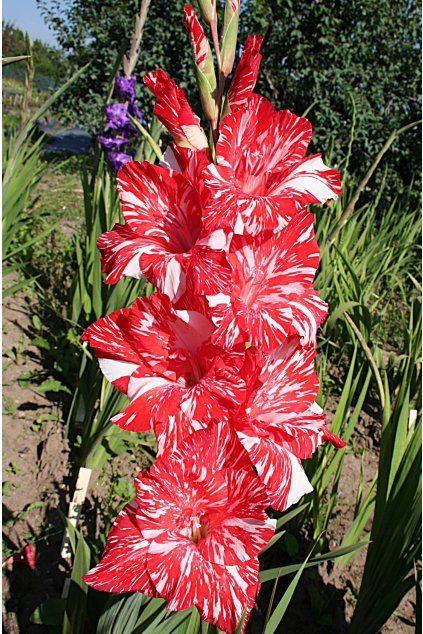 Mečík Cinnamon Candy c