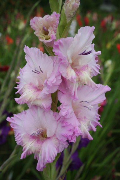 Meü°k Cera Corfino