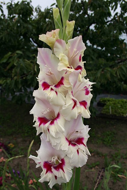 Meü°k Ceru Corsage