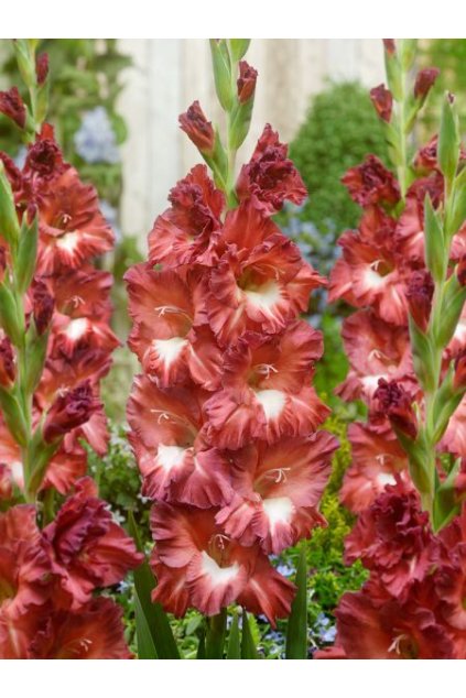 Gladiolus Tiramisu