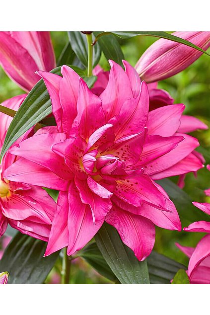 Lilie Roselily Floretta