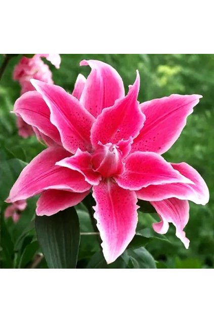 Lilie Roselily Jasmina