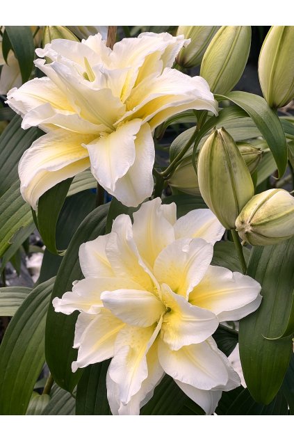 Lilie Roselily Ludwina