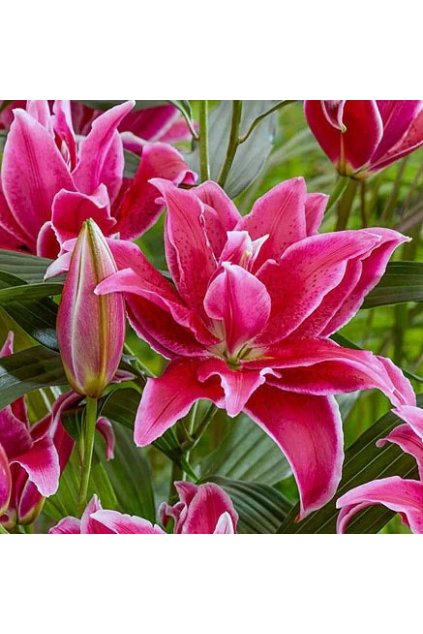 Lilie Roselily Natascha