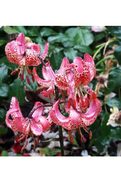 Lilie MANITOBA MORNING