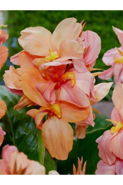 Canna Apricot Frost 1 1