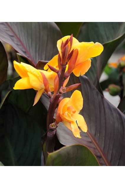 Canna CHOCOLATE SUNRISE