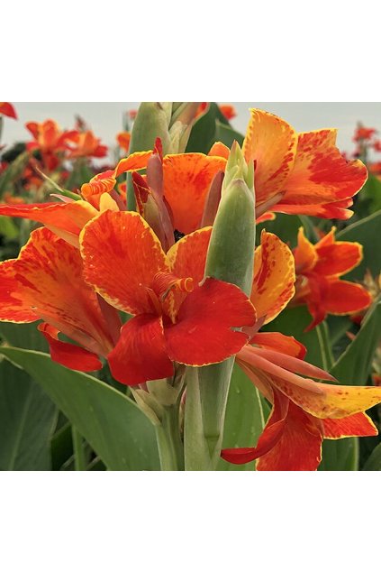 Canna MADEIRA
