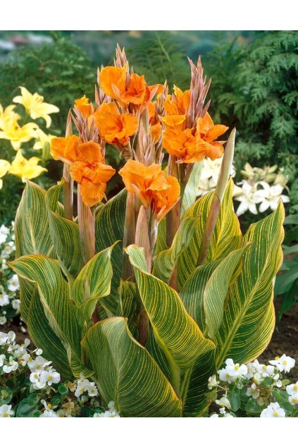 canna striata