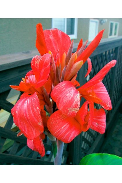 Canna CRIMSON BEAUTY