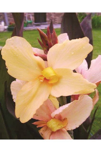 Canna MADAME ANGEL MARTIN