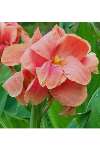 Canna SALMON BEAUTY