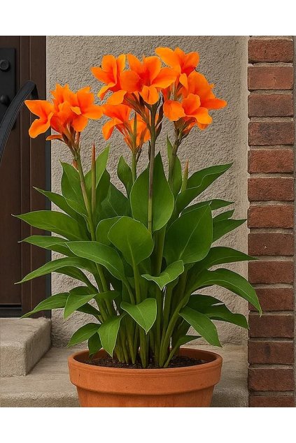 Canna SHINING ORANGE