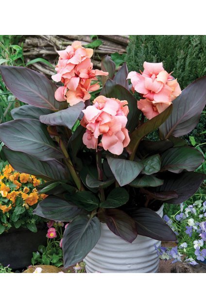 Canna SHINING PEACH