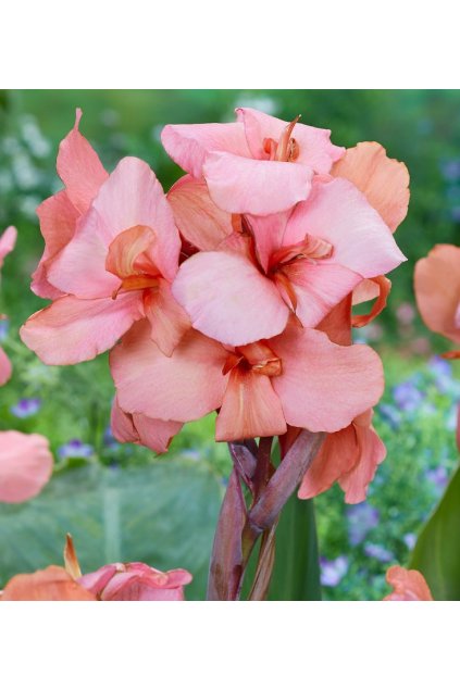 Canna SHINING SALMON