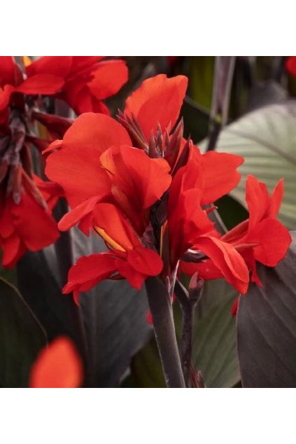 Canna SHINING SCARLET