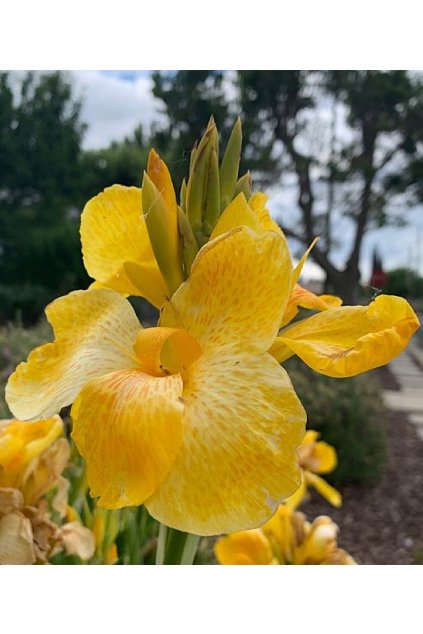 Canna Tropical Yellow1