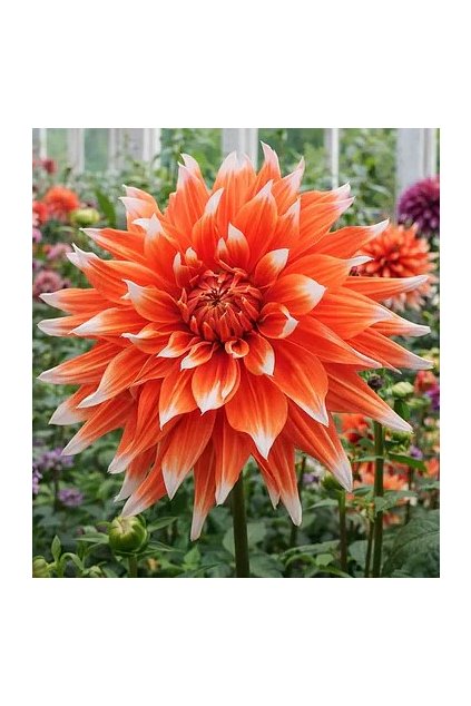 Jiżina Color Spectacle1