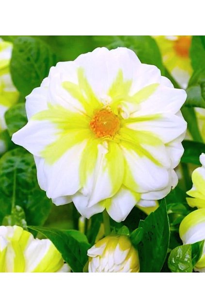 Jiżina FIRE & ICE LEMON