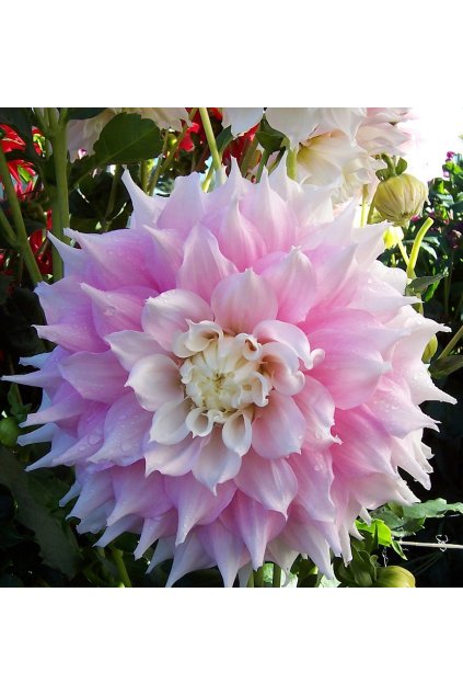 Jiżina Gitt's Perfection1