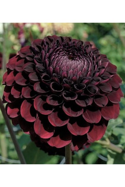 Jiżina La Recoleta1