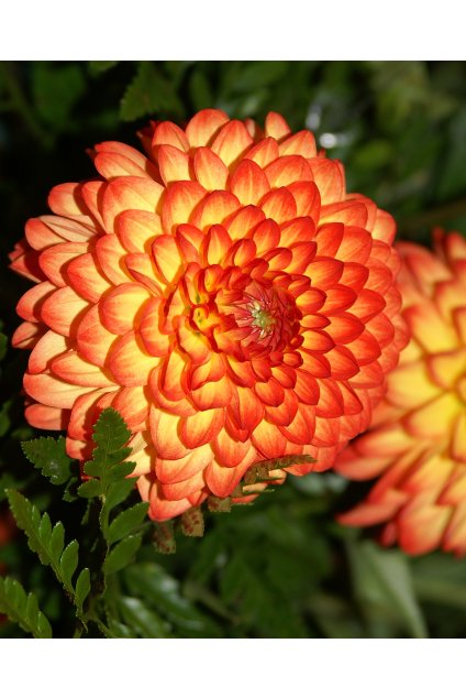 Jiżina Mardy Grass 6