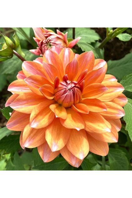 Jiżina PEACHES AND VANILLA