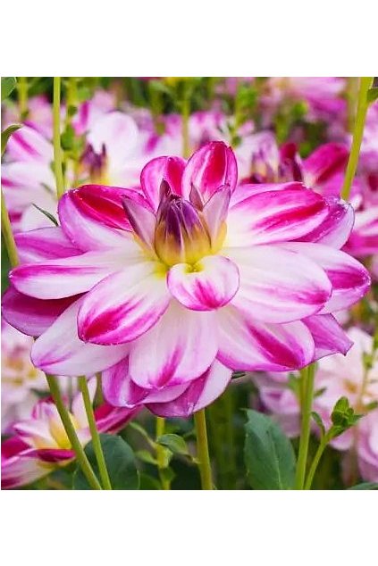 Jiżina Saint Martin