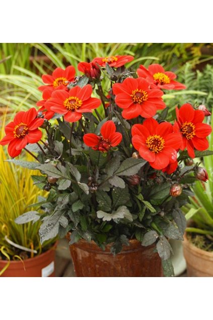 Jiżina Happy Days RED