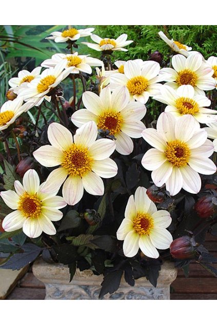 Jiżina Happy Days White