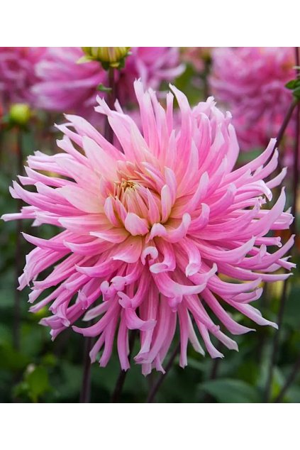 Jiżina HOLLYHILL COTTON CANDY