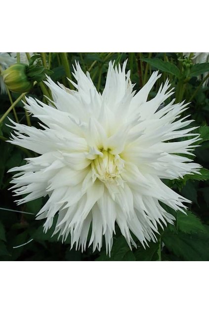 Jiżina Ice Crystal